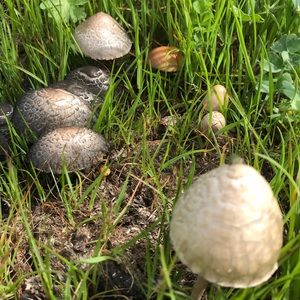 Meet your Posher, Jen